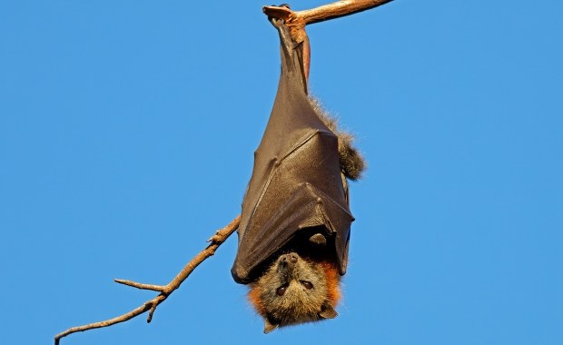Zabójczy wirus z Azji. Kolejne kraje wprowadzają kontrole na lotniskach