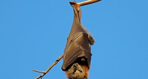 Zabójczy wirus z Azji. Kolejne kraje wprowadzają kontrole na lotniskach