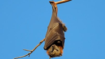 Zabójczy wirus z Azji. Kolejne kraje wprowadzają kontrole na lotniskach