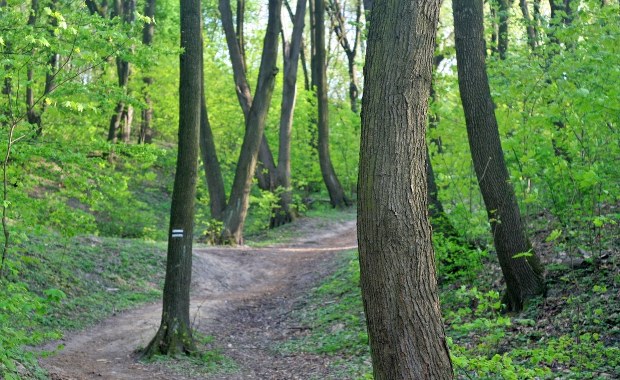 Zabójstwo w Lesie Wolskim. Sprawca uznany za niepoczytalnego