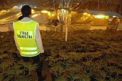 Zabrze: Straż Graniczna zlikwidowała nielegalną hodowlę marihuany
