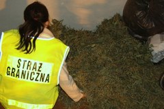 Zabrze: Straż Graniczna zlikwidowała nielegalną hodowlę marihuany