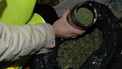 Zabrze: Straż Graniczna zlikwidowała nielegalną hodowlę marihuany