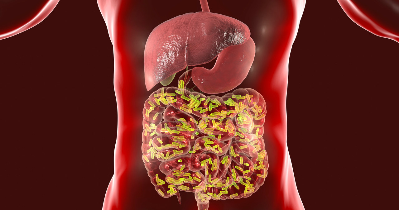 Zaburzenia w składzie mikroflory mogą nie tylko znacząco obniżać odporność, ale także... predysponować do otyłości /123RF/PICSEL