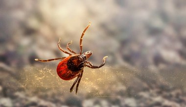 Забуваємо про ці місця при прибиранні. Кліщі будують там гнізда