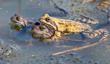 Żaby w czasie godów dziwnie się zachowują. Zaczęły udawać martwe