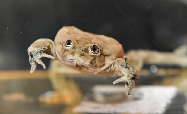 Żaby z Titicaca we wrocławskim zoo. W naturze zagrożone wyginięciem