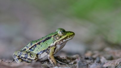 Żaby zaczynają wiosenne wędrówki. Wolontariusze poszukiwani 