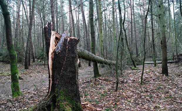 Zachodniopomorskie: Ponad 100 tys. osób bez prądu. 2 tys. interwencji strażaków 