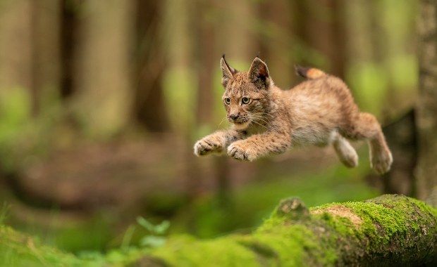 Zachodniopomorskie: Zastrzelili małego rysia. Sprawcy szuka policja