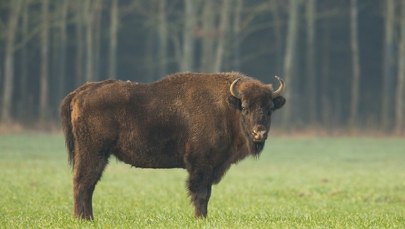 Zachodniopomorskie: Znaleziono kolejnego zastrzelonego żubra