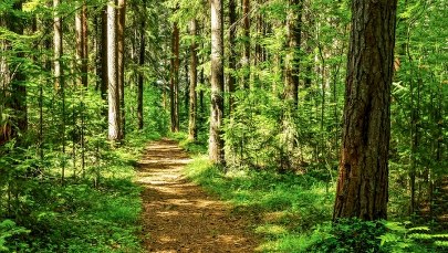 Zachodniopomorskie: Zniesiono zakaz wchodzenia do lasów