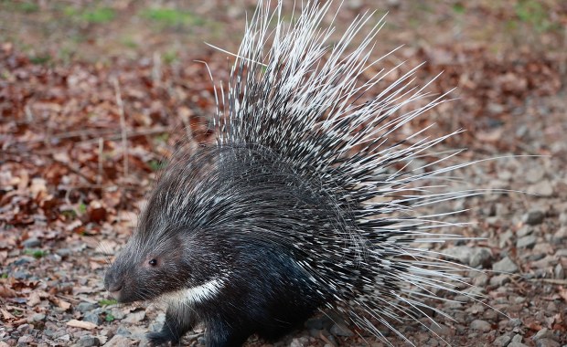 Zachować bezpieczną odległość. Jeżozwierz grasuje w gminie Celestynów
