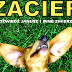 Zacier: Niedźwiedź Janusz i inne zwierzęta