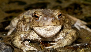 Zaczaili się w mieście na ropuchy, by je wyłapać. Odkryli brutalną prawdę