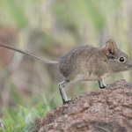 Zaczęli tropić niezwykłe, małe ssaki. Efekty przeszły oczekiwania