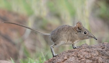 Zaczęli tropić niezwykłe, małe ssaki. Efekty przeszły oczekiwania