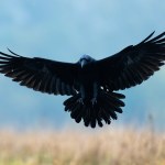 KRUK Zaczerniło się na polach w Polsce. Powraca olbrzymi czarny ptak