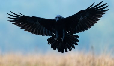 Zaczerniło się na polach w Polsce. Powraca olbrzymi czarny ptak