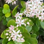 Zacznij podlewać tym grubosza. Wypuści kwiaty przypominające gwiazdki