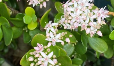 Zacznij podlewać tym grubosza. Wypuści kwiaty przypominające gwiazdki