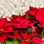 Zacznij podlewać tym gwiazdę betlejemską. Jest szansa, że zakwitnie na święta