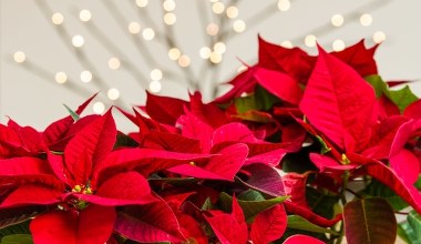 Zacznij podlewać tym gwiazdę betlejemską. Jest szansa, że zakwitnie na święta