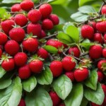 nawożenie Zacznij podlewać tym truskawki. W sezonie nie nadążysz zbierać owoców