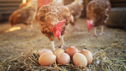 Zaczyna brakować jaj. Będą podwyżki cen?
