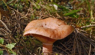 Zaczyna się sezon na te grzyby. Uważaj, by nie pomylić ich z trującym sobowtórem