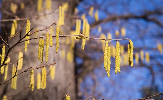Zaczyna się trudny czas dla alergików. "To przez ciepłą zimę"