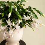 Zadbaj o grudnika już dziś, by zakwitł na święta. Ta odżywka to złoto 