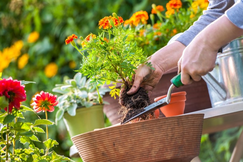 Zadbaj o kwiaty,  aby wiosną znów mogły ozdabiać twój ogród /123RF/PICSEL