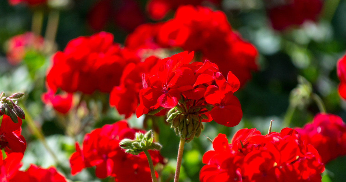 Zadbaj o pelargonie już teraz /123RF/PICSEL