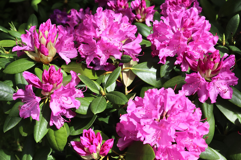 Zadbaj o swoje rododendrony, by rosły zdrowo i bujnie /123RF/PICSEL