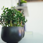 Zadbaj o swoje szczęście. Wlej to domowe smoothie do doniczki