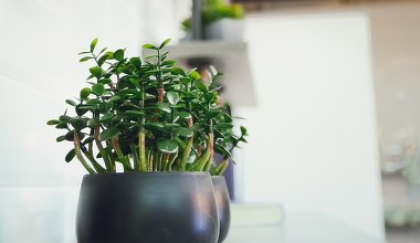 Zadbaj o swoje szczęście. Wlej to domowe smoothie do doniczki 