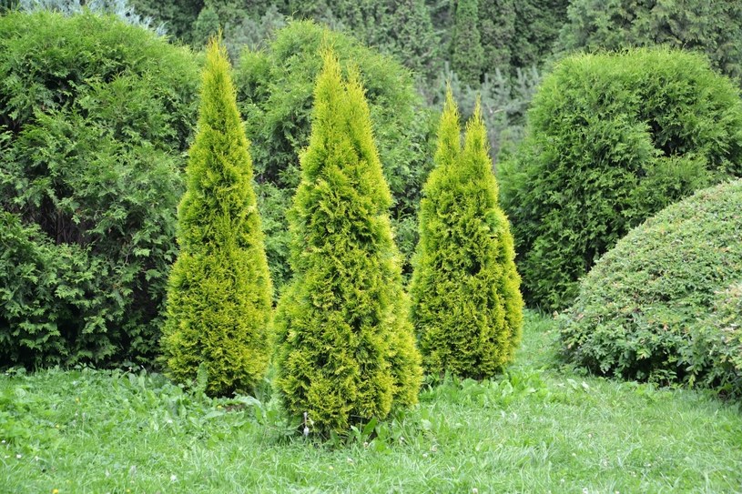 Zadbaj o swoje tuje w ogrodzie /123RF/PICSEL