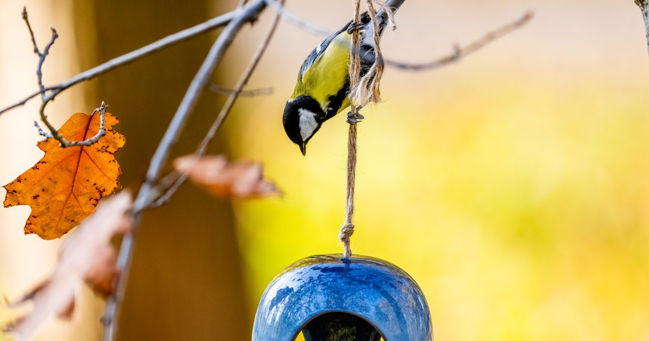 Zadbajmy o naszych małych przyjaciół. Nie dokarmiajmy ich zepsutym jedzeniem, bo może im to zaszkodzić. Najlepsza będzie karma dla ptaków. /Pixel