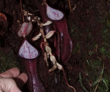 Una asombrosa planta carnívora que caza bajo tierra