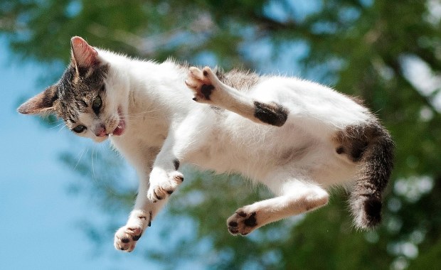 Zagadka kociego "lądowania na cztery łapy" rozwiązana