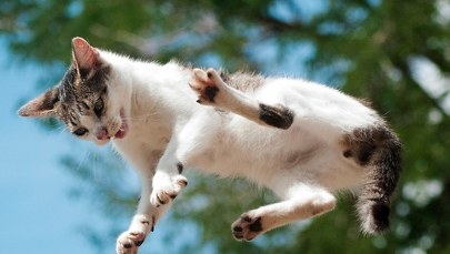 Zagadka kociego "lądowania na cztery łapy" rozwiązana