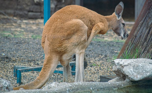 Zagadkowa śmierć kangurów w opolskim zoo