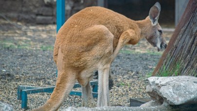 Zagadkowa śmierć kangurów w opolskim zoo