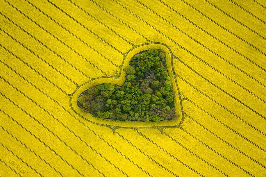 Zagajnik miłości /Jan Ulicki /