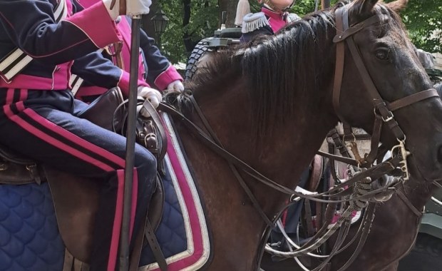 Zaginął koń ułanów. Niecodzienne poszukiwania w Krakowie