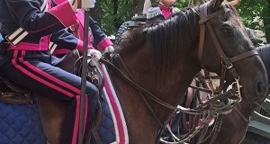 Zaginął koń ułanów. Niecodzienne poszukiwania w Krakowie