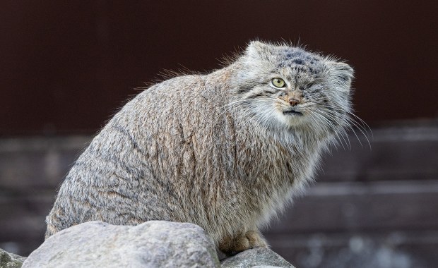 Zaginęła Bożenka. Poznańskie zoo prosi o pomoc