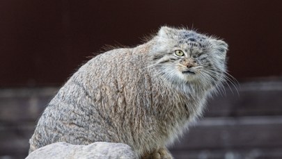 Zaginęła Bożenka. Poznańskie zoo prosi o pomoc