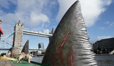 Zaginiony ogromny rekin odnaleziony. Wreszcie można ustalić jego rozmiary